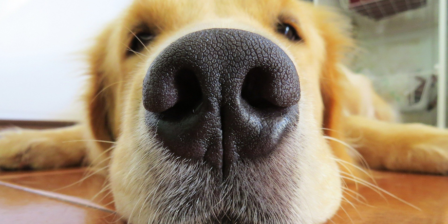 Comment protéger vos animaux de compagnie de la chaleur ?